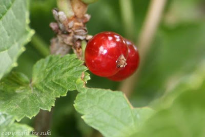 Johannisbeeren sehen schön aus und brauchen nicht wirklich viel Platz