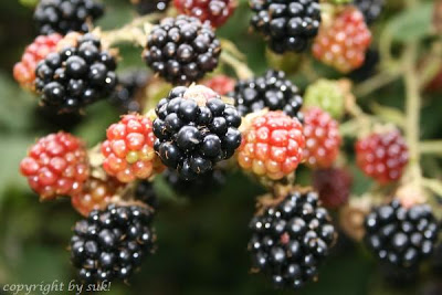 Brombeeren stacheln und halten Einbrecher ab, wenn man eine Hecke an einer unübersichtlichen Stelle pflanzt