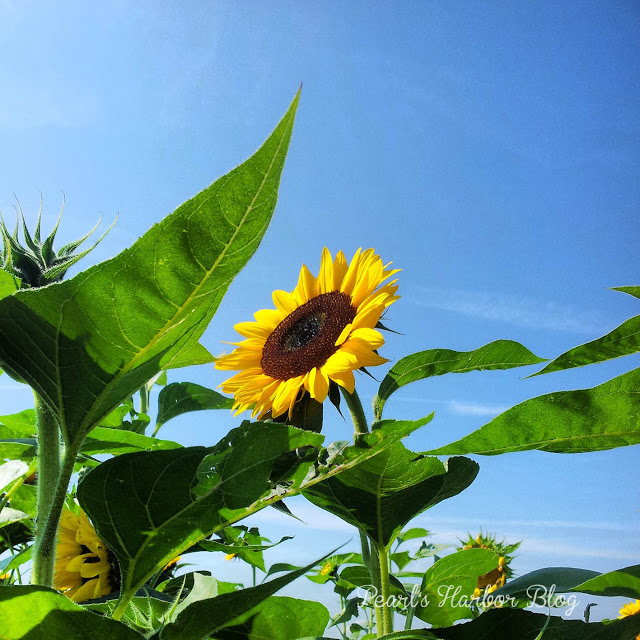 Pearl's Harbor Blog: Sonnenblume im Feld