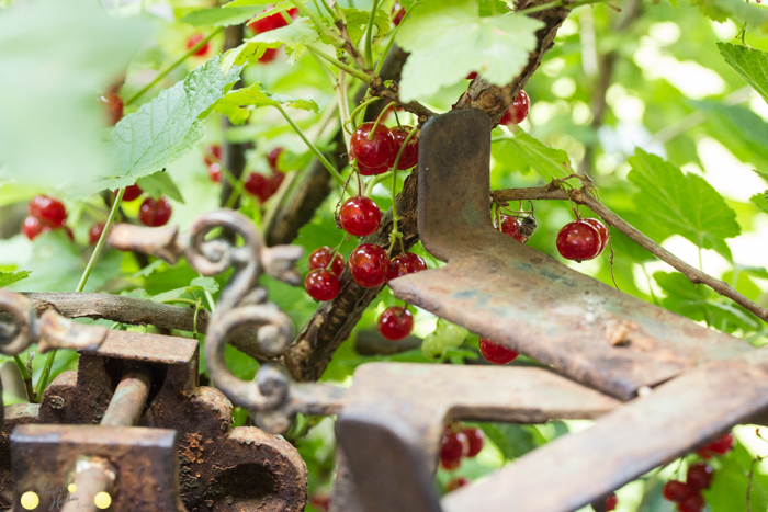 Johannisbeeren geben dem Grün einen tollen Farbtupfer im kleinen Garten