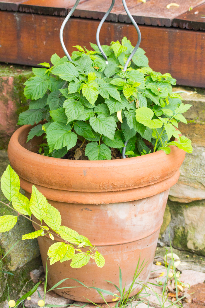 Himbeeren im Topf für einen kleinen Garten, Reihenhausgarten, Terrasse, Balkon