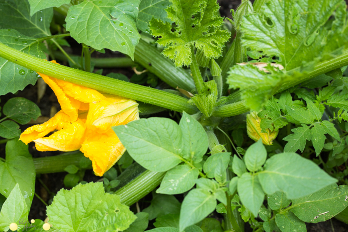 Zucchini mit Blüte können entlang von Zäunen oder Gartenhäusern wachsen.