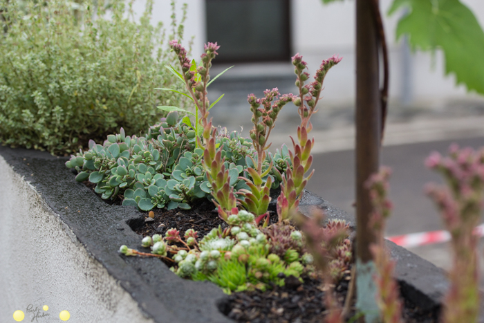 Mauer begrünen. So legt man einen kleinen Garten an. Blumen in der Mauer