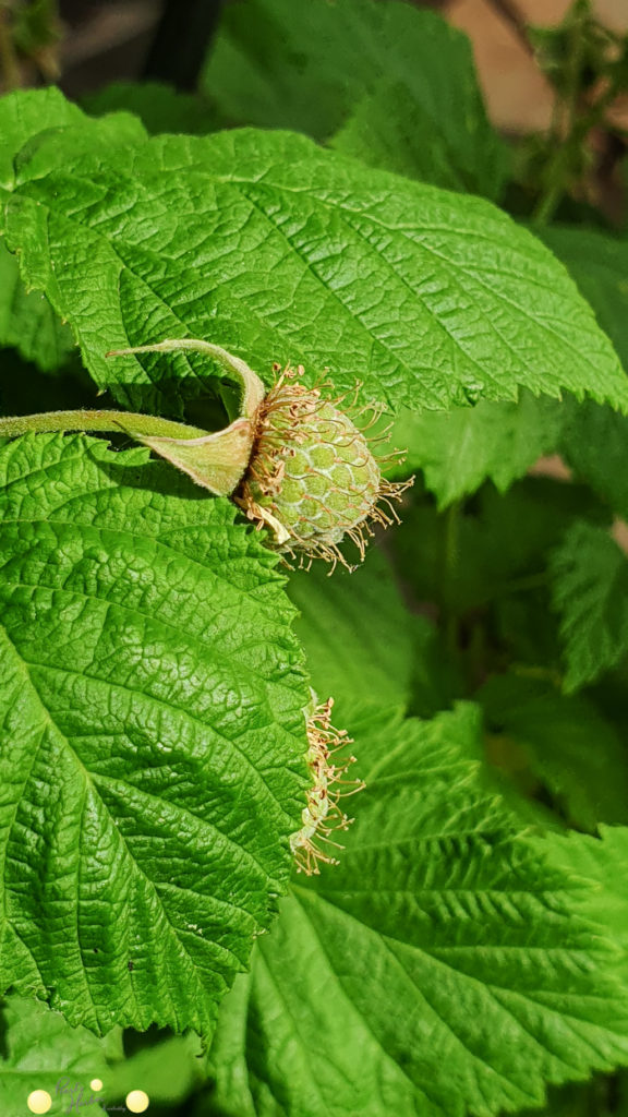 Brombeere im Topf