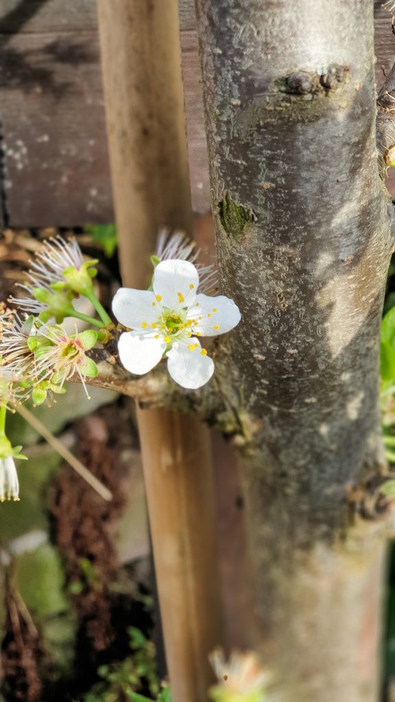 Pflaumenstämmchen in der Blüte