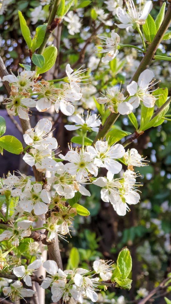 Kirschblüte