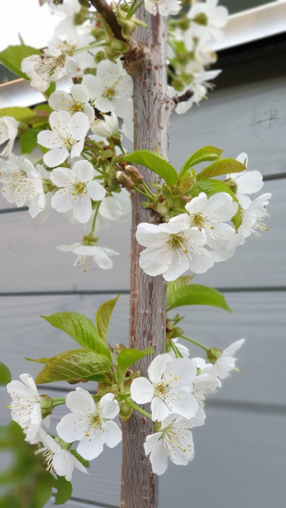 Mirabellenblüten